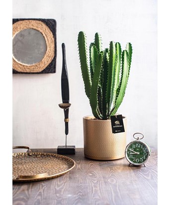 Euphorbia  Kaktüs Büyük Boy